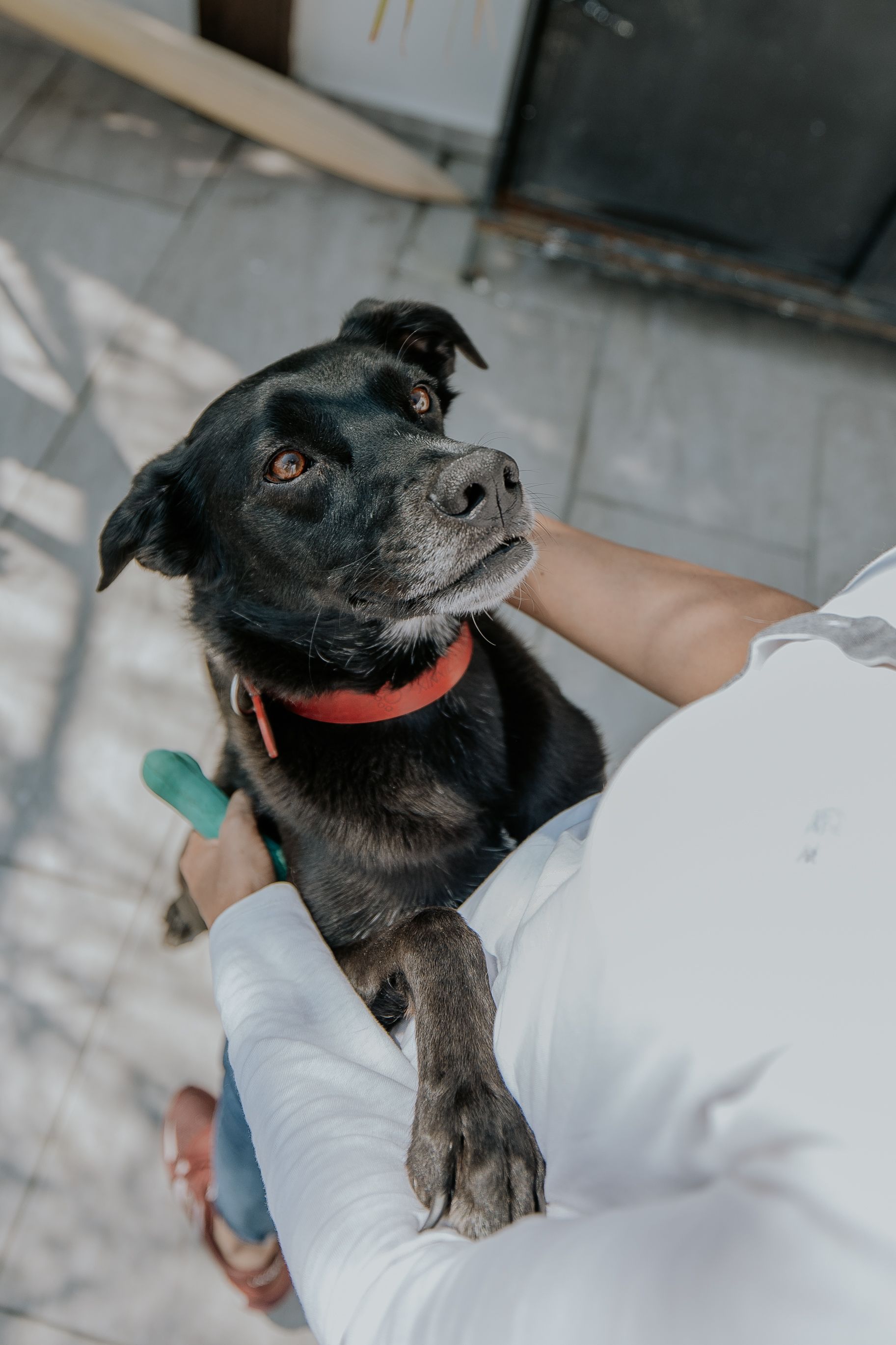 A black Labrador being held affectionately by their owner